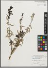 Foto von Salix purpurea L.